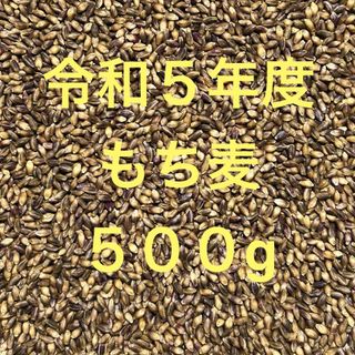 令和５年度産もち麦（ダイシモチ）500g(米/穀物)