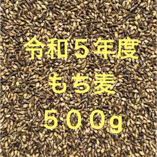 令和５年度産もち麦（ダイシモチ）500g(米/穀物)