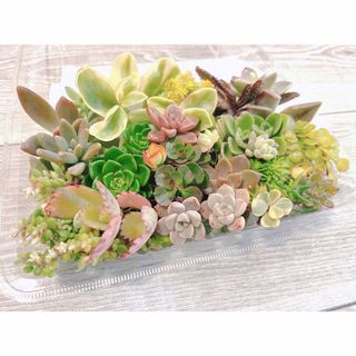 大特価パック⭐︎ 多肉植物/カット苗/寄せ植え/エケベリア/七福神/マクドガリー(その他)