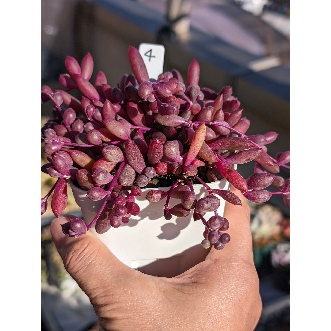 ♥のん様おまとめ♥　多肉植物 ハンドメイドのフラワー/ガーデン(プランター)の商品写真