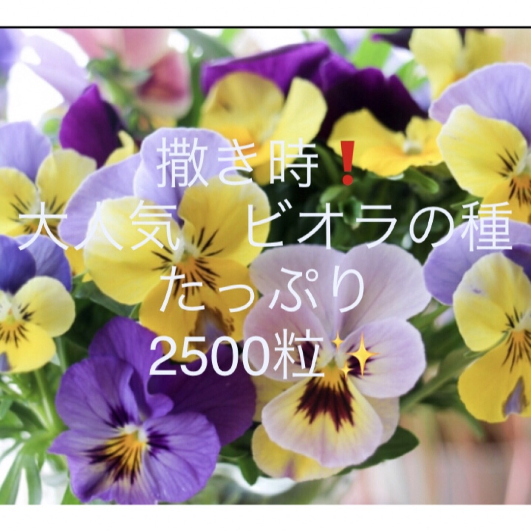 大人気❗️ビオラの種ミックス☆2500粒‼︎ビオラを育ててみませんか ハンドメイドのフラワー/ガーデン(プランター)の商品写真