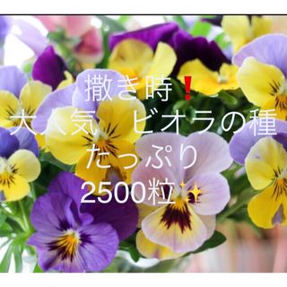 大人気❗️ビオラの種ミックス☆2500粒‼︎ビオラを育ててみませんか(プランター)