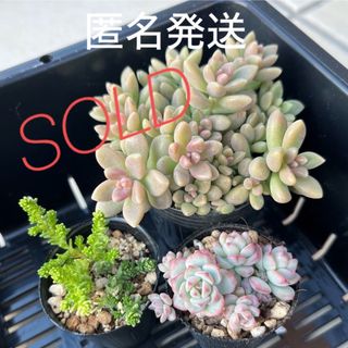 多肉植物　セダム抜き苗　姫秀麗　ペレスデラロサエピンクエッジ　アクレエレガンス(その他)