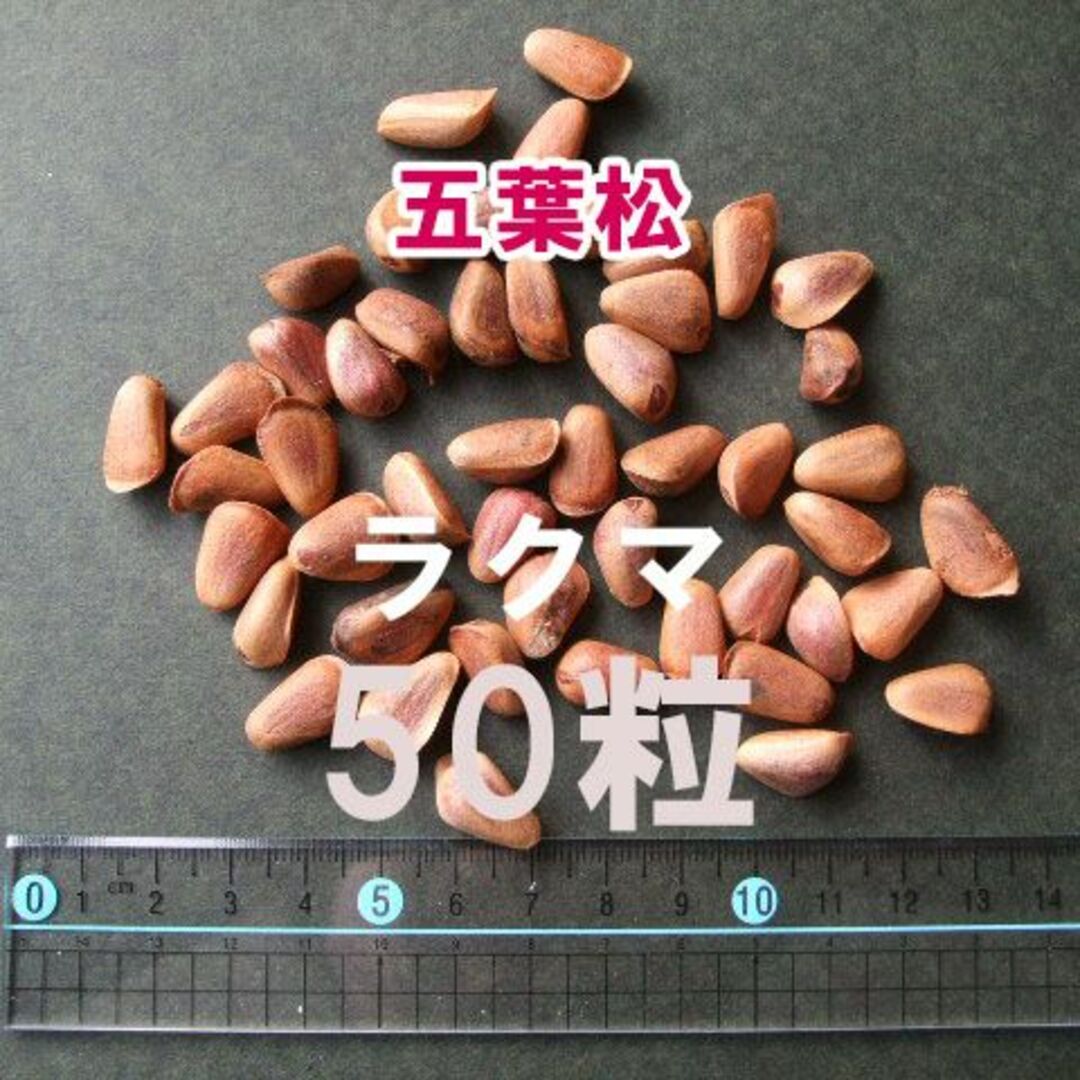 五葉松 種 種子 50粒 盆栽 山野草 希少 その他のその他(その他)の商品写真