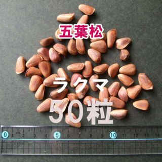 五葉松 種 種子 50粒 盆栽 山野草 希少(その他)