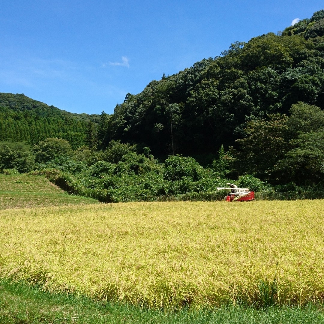 食品令和5年度  山口県産  コシヒカリ  新米  15㎏