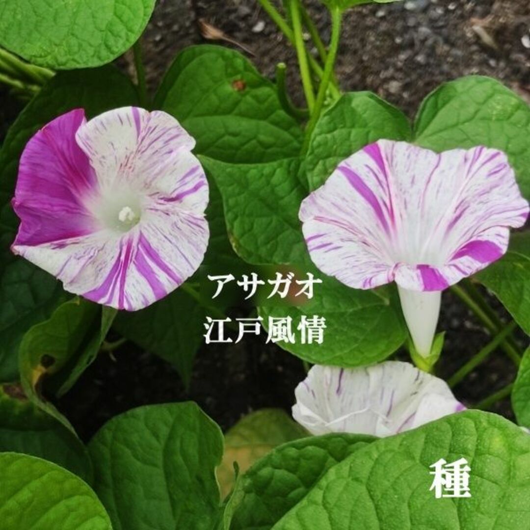 春まき花の種　あさがお「江戸風情・ピンク系」30粒　変化あさがお　一年草 ハンドメイドのフラワー/ガーデン(その他)の商品写真