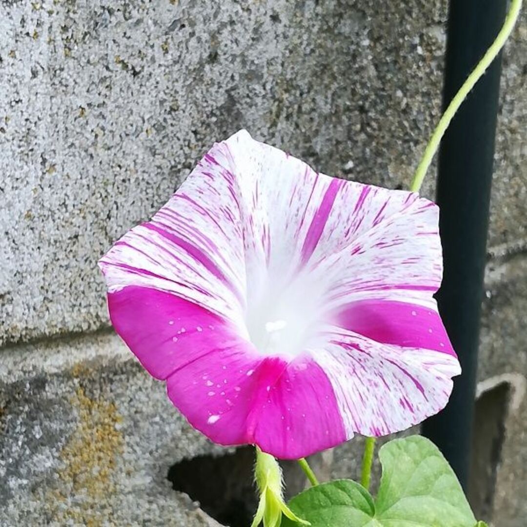 春まき花の種　あさがお「江戸風情・ピンク系」30粒　変化あさがお　一年草 ハンドメイドのフラワー/ガーデン(その他)の商品写真