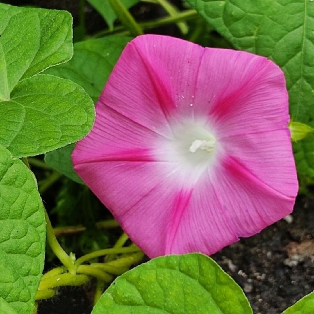 春まき花の種　あさがお「江戸風情・ピンク系」30粒　変化あさがお　一年草 ハンドメイドのフラワー/ガーデン(その他)の商品写真