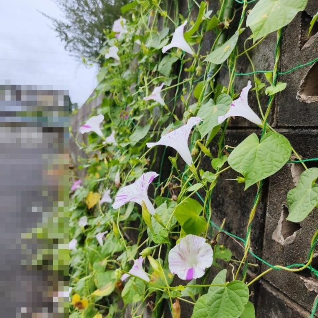 春まき花の種　あさがお「江戸風情・ピンク系」30粒　変化あさがお　一年草 ハンドメイドのフラワー/ガーデン(その他)の商品写真