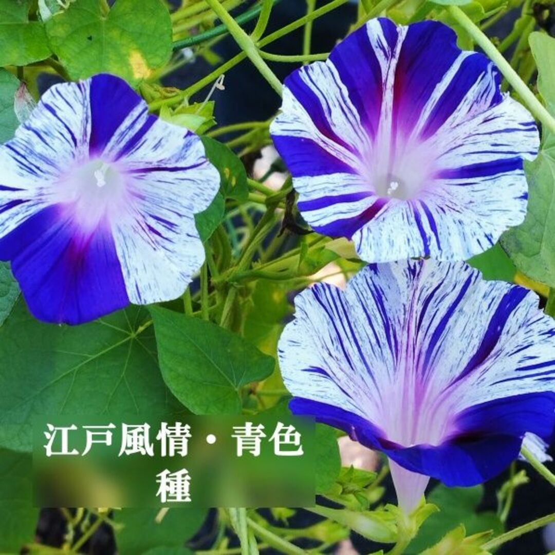 春まき花の種　あさがお「江戸風情・青系」20粒　変化あさがお　一年草 ハンドメイドのフラワー/ガーデン(その他)の商品写真