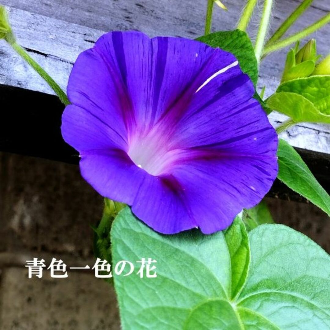 春まき花の種　あさがお「江戸風情・青系」20粒　変化あさがお　一年草 ハンドメイドのフラワー/ガーデン(その他)の商品写真