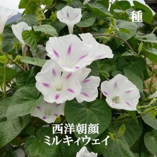 春まき花の種　西洋朝顔「ミルキーウェイ」25粒　星型模様が可愛い　(その他)