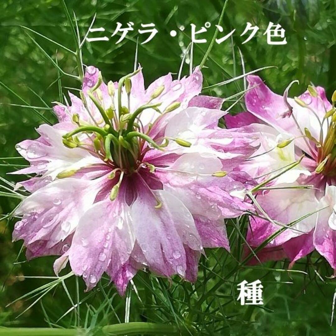 寒地・寒冷地向き　春まき花の種　ニゲラ・ピンク色　100粒　ドライフラワー ハンドメイドのフラワー/ガーデン(その他)の商品写真