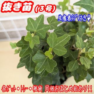 レア♪ダックフット【抜き苗】ヘデラ アイビー 観葉植物 プレステラ プラ鉢(その他)