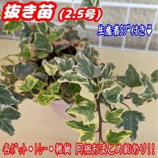 レア♪【抜き苗】ホワイトダック ヘデラ観葉植物アイビー 紅葉 プラ鉢プレステラ(その他)