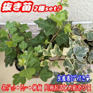 レア【抜き苗】ダックフット＆ホワイトダックヘデラ観葉植物アイビープラ鉢プレステラ(その他)