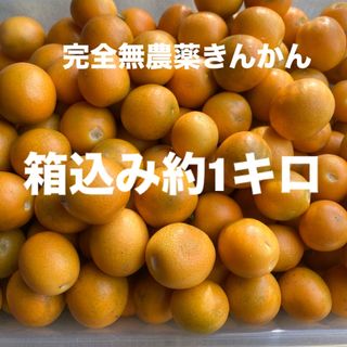 本日値下げ　完全無農薬きんかん　箱込み約1キロ(フルーツ)