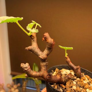 ミラビレ　ペラルゴニウム　多肉植物　塊根植物(その他)