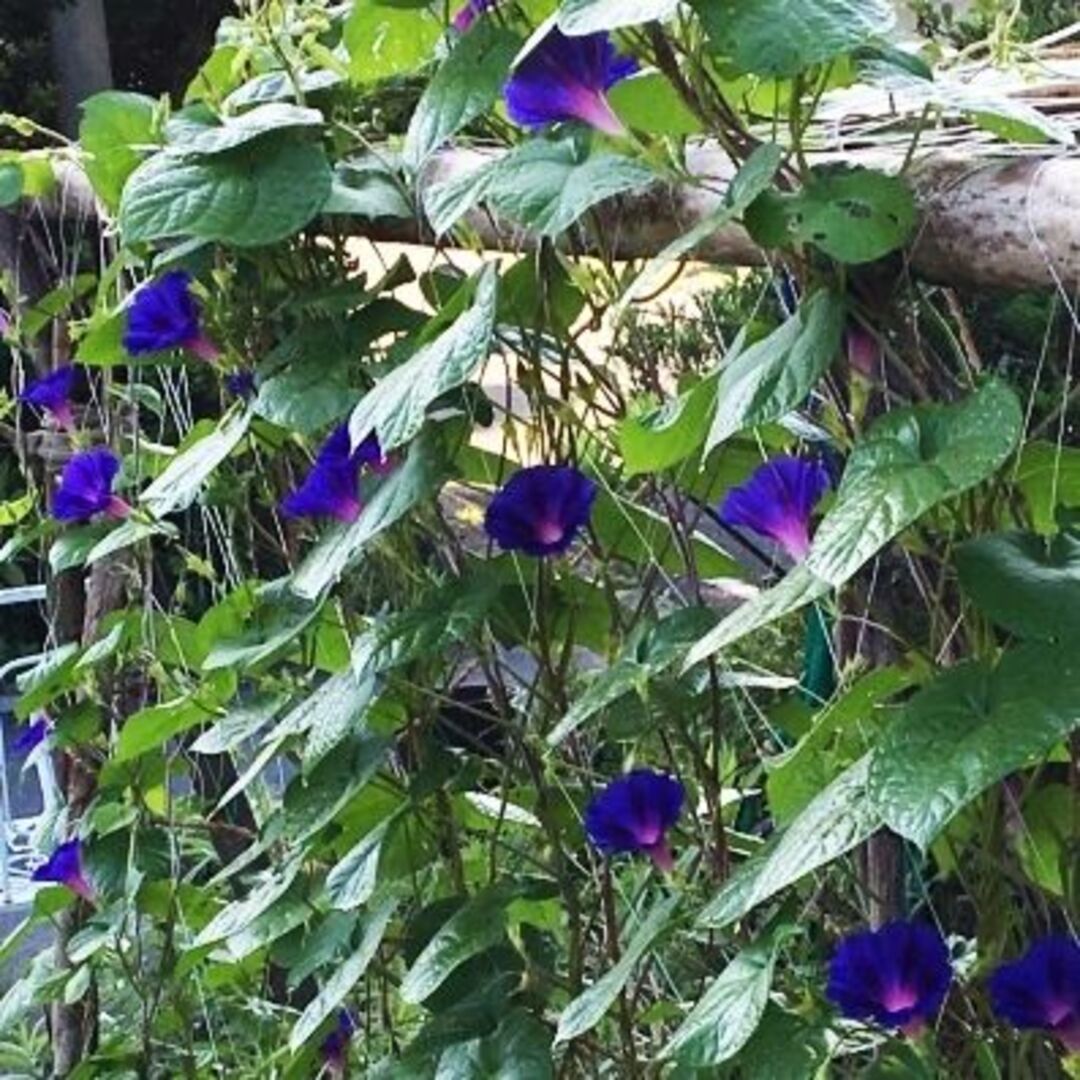 春まき花の種　「中国の朝顔」30粒　濃い青色の花が魅力　一年草 ハンドメイドのフラワー/ガーデン(その他)の商品写真