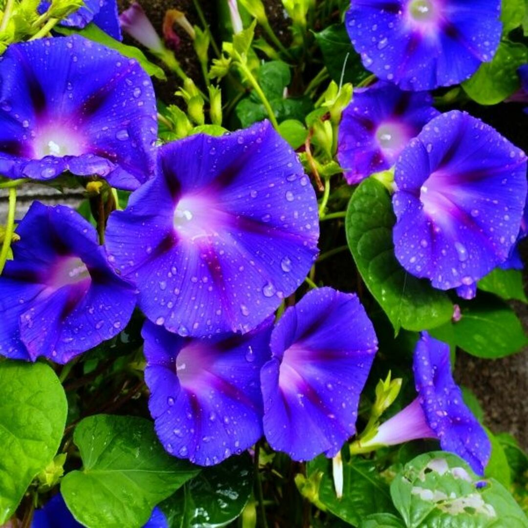 春まき花の種　「中国の朝顔」30粒　濃い青色の花が魅力　一年草 ハンドメイドのフラワー/ガーデン(その他)の商品写真