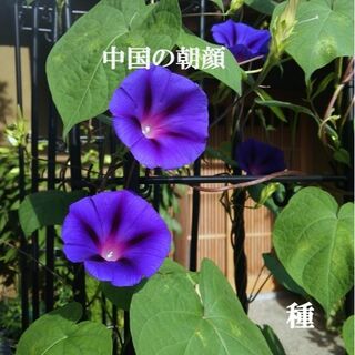 春まき花の種　「中国の朝顔」30粒　濃い青色の花が魅力　一年草(その他)
