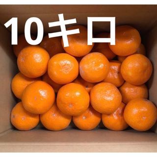 美味しいみかん Lサイズ 10キロ　(訳あり)送料込み！ 限定一箱(フルーツ)