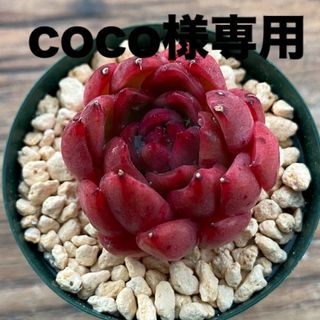 coco様専用 (その他)