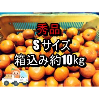 越冬木熟大坊みかん　秀品　Ｓサイズ  箱込み約10㌔(フルーツ)