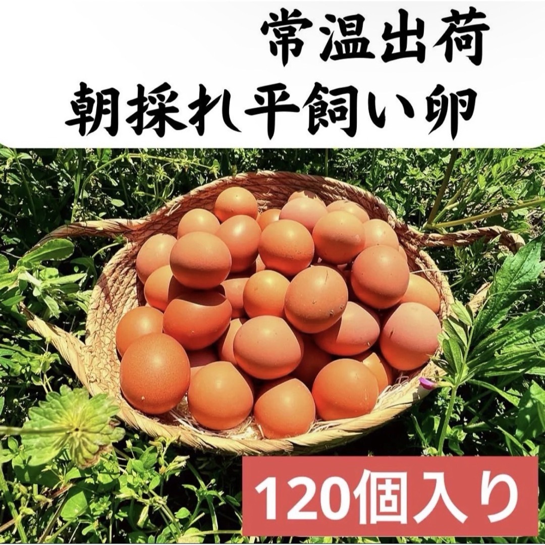120個入り　宮下養鶏の朝採れ平飼い卵食品/飲料/酒