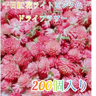 千日紅 花ライトピンク色ドライフラワー200個入り(ドライフラワー)