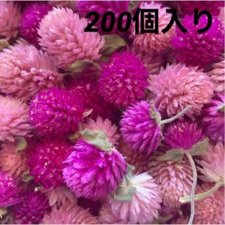 千日紅 花ミクス色ドライフラワー200個入り(ドライフラワー)