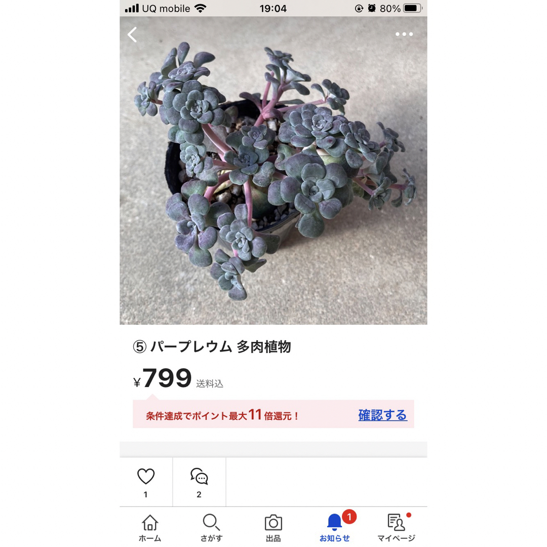 ⑤ パープレウム サルサヴェルデ 多肉植物 ハンドメイドのフラワー/ガーデン(その他)の商品写真