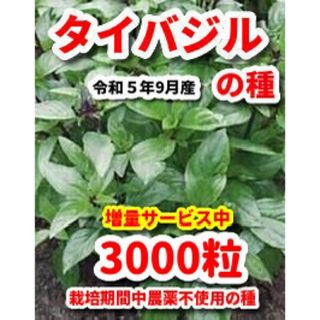 タイバジル種【3000粒】◾️令和5年9月産★栽培期間中農薬不使用の種(野菜)