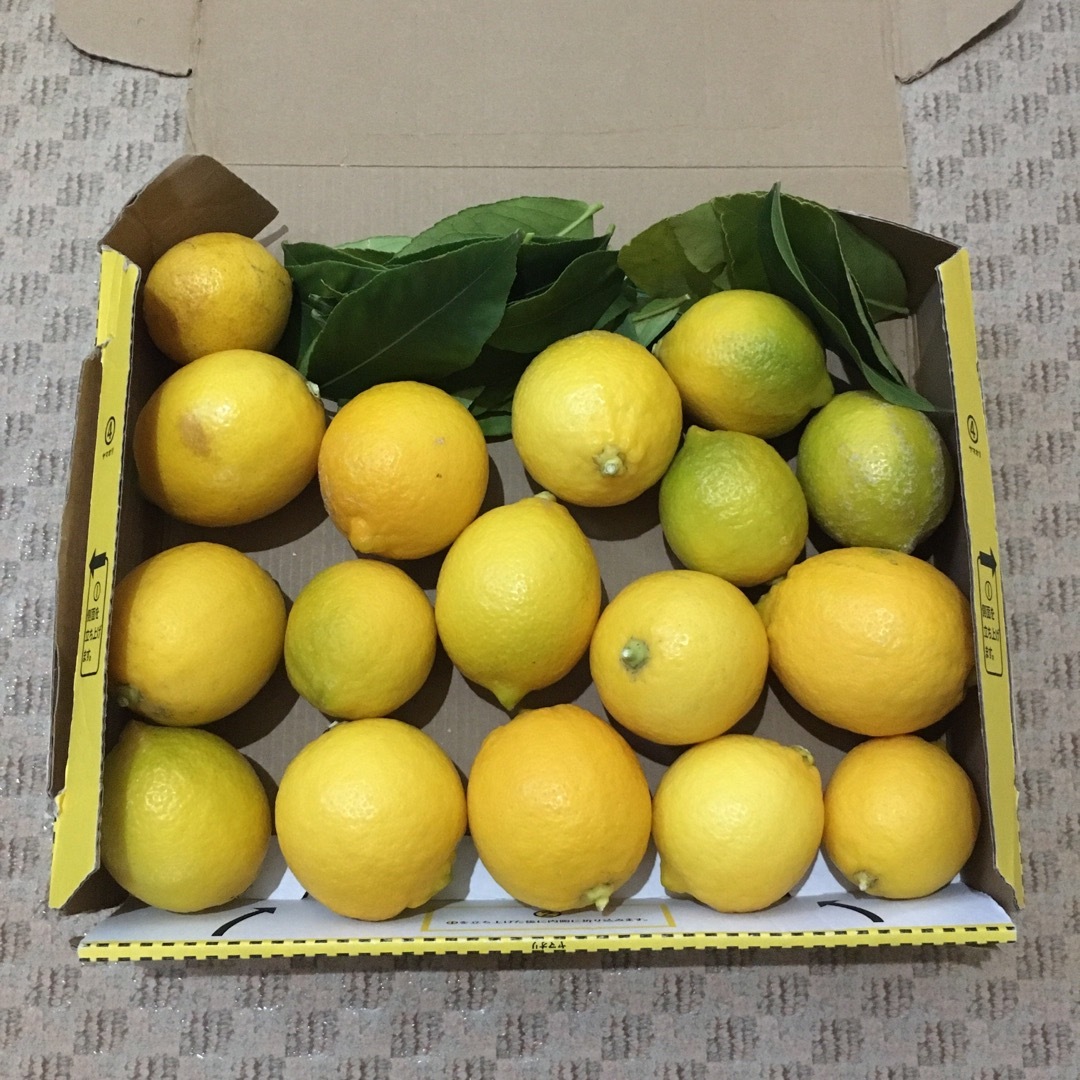 農薬不使用 国産レモン17個　レモン葉　1.2kg 収穫したて　ワックス不使用 食品/飲料/酒の食品(フルーツ)の商品写真