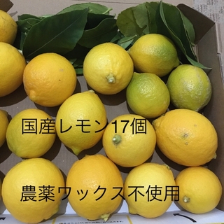 農薬不使用 国産レモン17個　レモン葉　1.2kg 収穫したて　ワックス不使用(フルーツ)