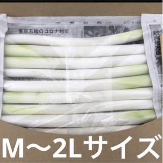 千葉県様　　カット白長ネギ　　A4サイズ(野菜)