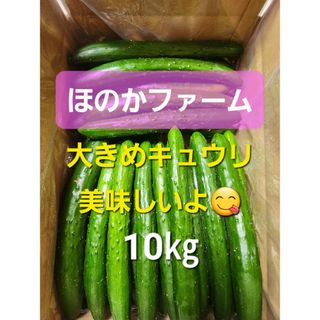 【大きめきゅうり】農家直送！新鮮キュウリ10㎏(野菜)