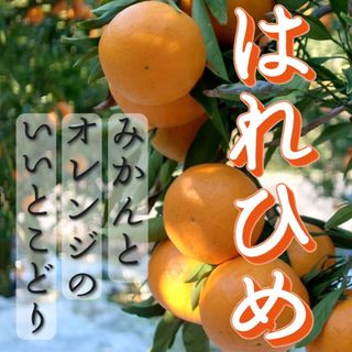 愛媛県産　特別栽培　はれひめ(フルーツ)