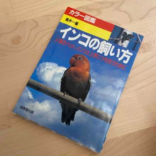 インコの飼い方(住まい/暮らし/子育て)