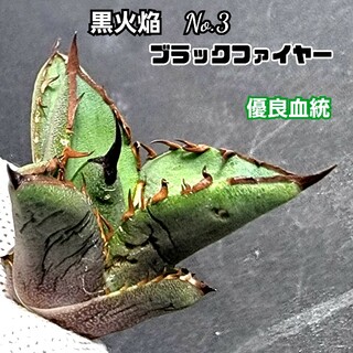 アガベ　チタノタ　ブラックファイヤー 　No.3　 黒火焔　 優良血統子株(その他)