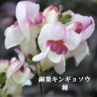 寒地・寒冷地向き　春まき花の種　銅葉キンギョソウ　ブロンズドラゴン　100粒(その他)