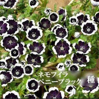 寒冷地向き　春まき花の種　 ネモフィラ・ペニーブラック　50粒　一年草(その他)