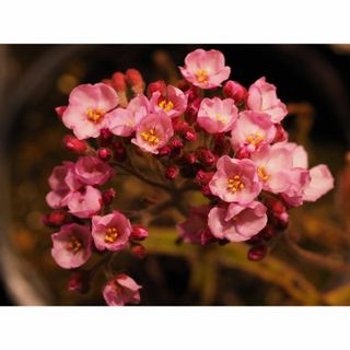 食虫植物 Drosera magnificaの種子 20粒(その他)