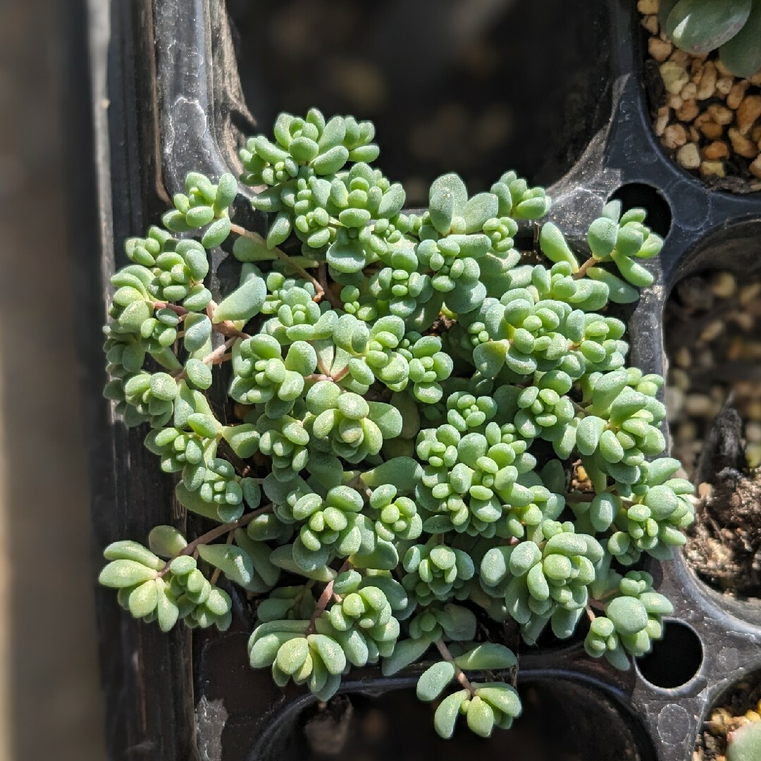 多肉植物 パープルヘイズ　セダム　抜き苗 ハンドメイドのフラワー/ガーデン(プランター)の商品写真