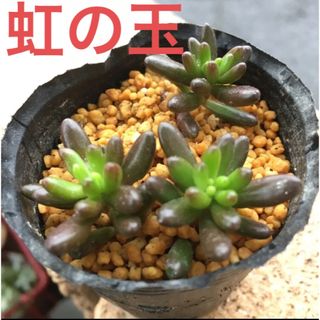 虹の玉　セダム属　多肉植物　(その他)