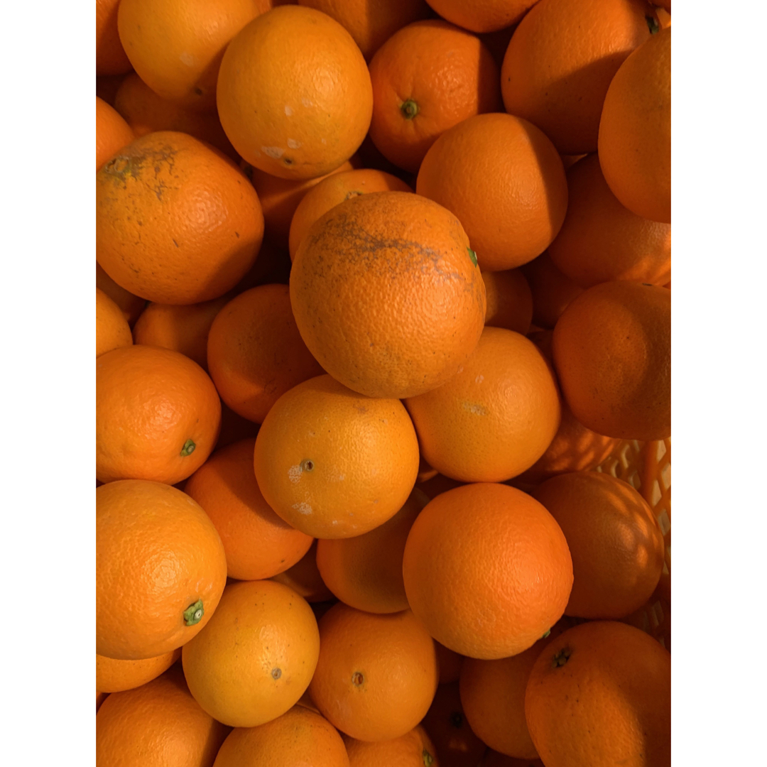 新鮮！ネーブルオレンジ　2.5キロ 食品/飲料/酒の食品(フルーツ)の商品写真
