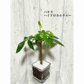 パキラ　観葉植物　ハイドロカルチャー(ドライフラワー)