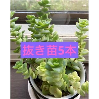 多肉植物 星の王子 抜き苗 5本(プランター)