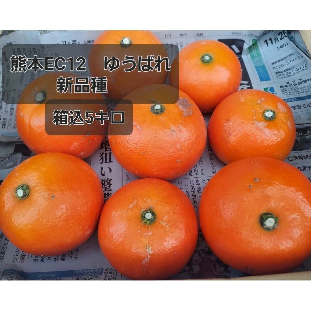 新品種 熊本EC12 ゆうばれ 箱込5キロの通販 by Saa7's shop|ラクマ 新品種 熊本EC12 ゆうばれ 箱込5キロの通販 by Saa7's shop|ラクマ